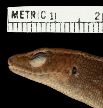 Media type: image;   Herpetology R-126394 Aspect: head lateral
